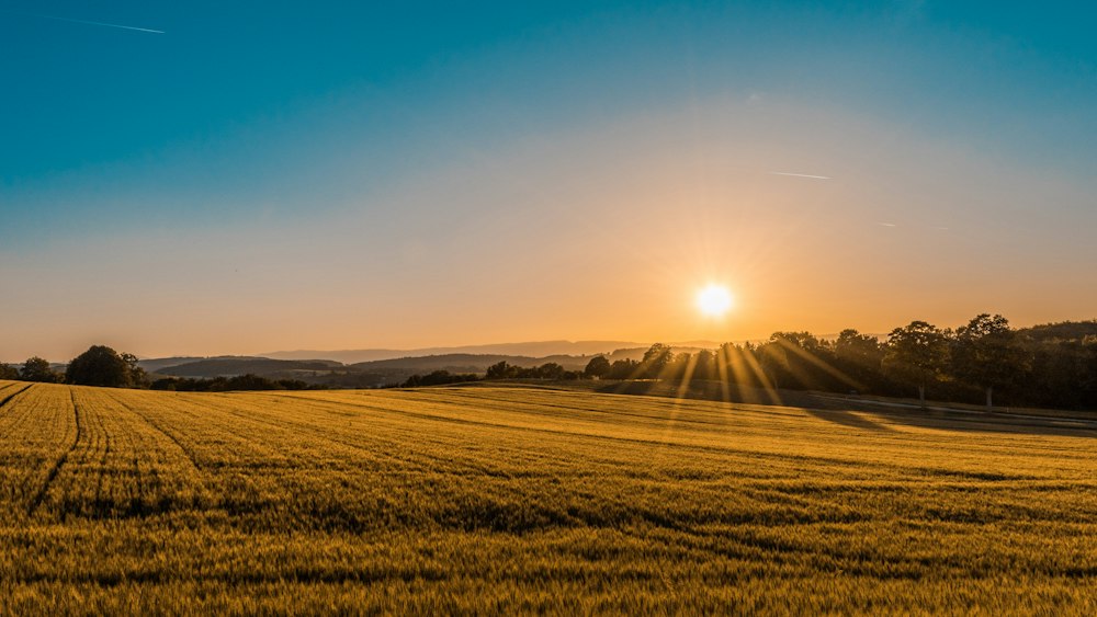 Agricultural fields illustrating food production and trade